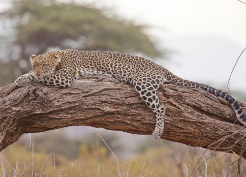 3-Nights-Ngorongoro-and-Tarangire-500x360