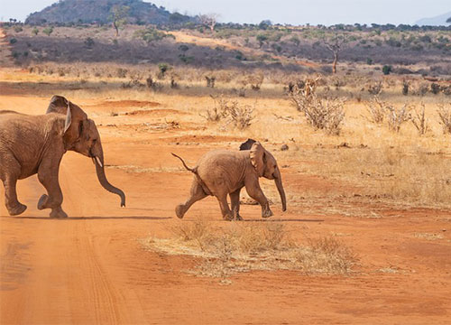 elephants