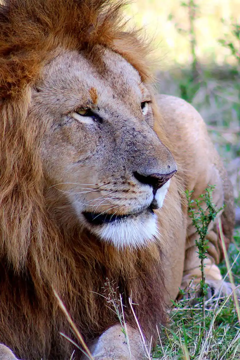 Lion headshot