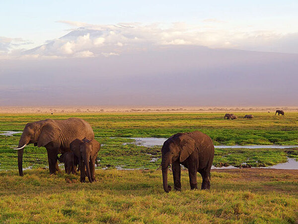 elephants