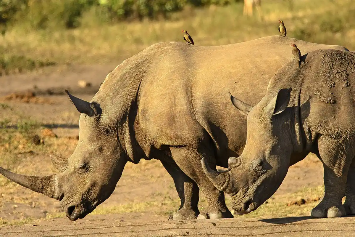 rhinoceros