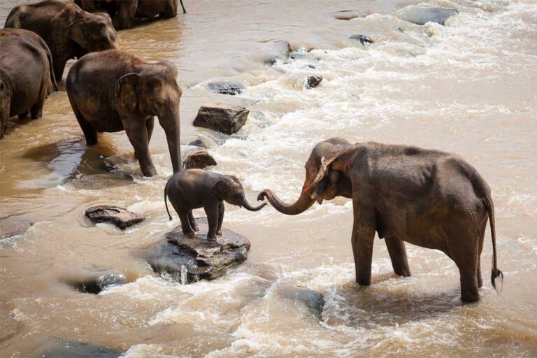 elephants in water